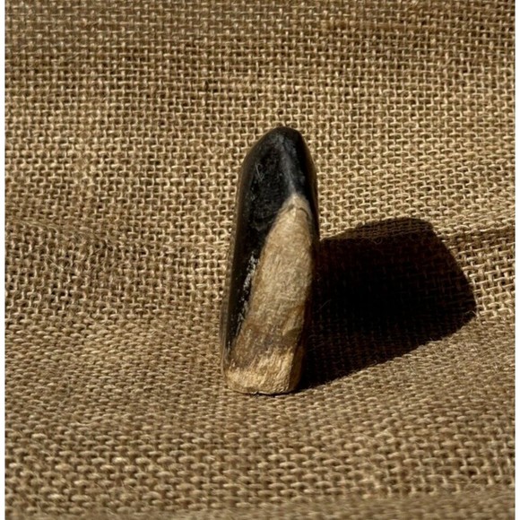 Petrified Wood From Indonesia 2.5" - Picture 11 of 12